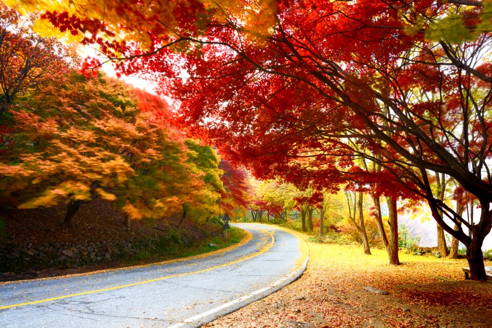 Autumn leaves gapyeong clean flat