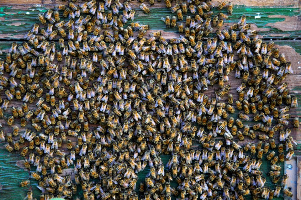 Hive honey agriculture