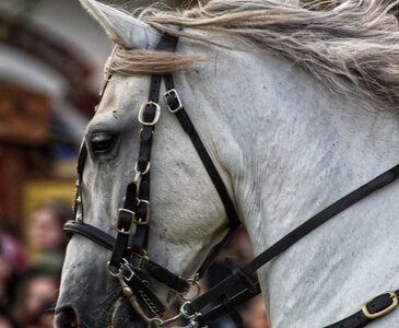 Animal horse head mare photo