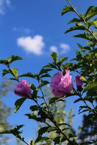 Nature spring blossom
