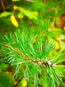 Tree pine green photo