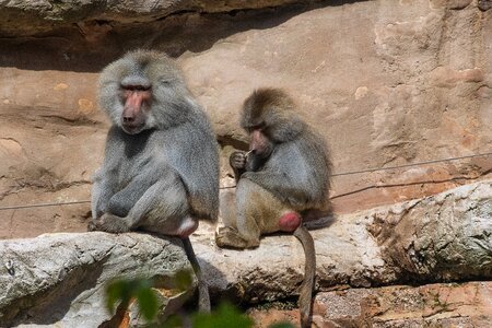 Monkey animals zoo photo