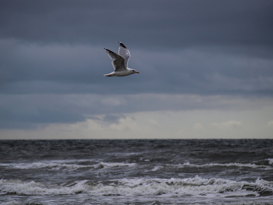 Waves wide baltic sea