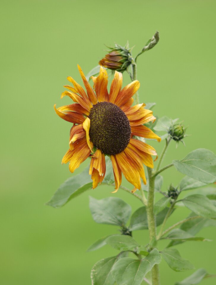 Flora green sunflower photo