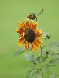 Flora green sunflower