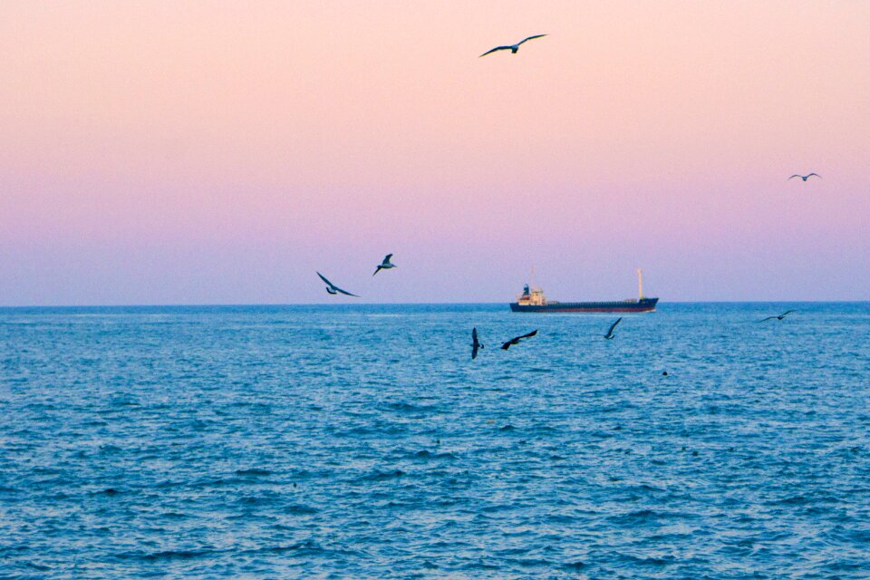 Seagull free horizon