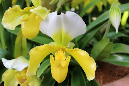 Flower color water