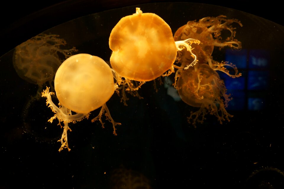 Aquarium osaka sea