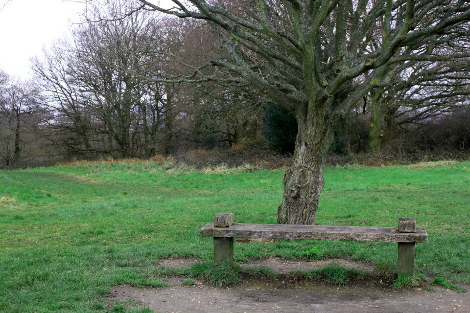 Park landscape rest