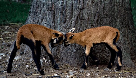 Animal animals cattle