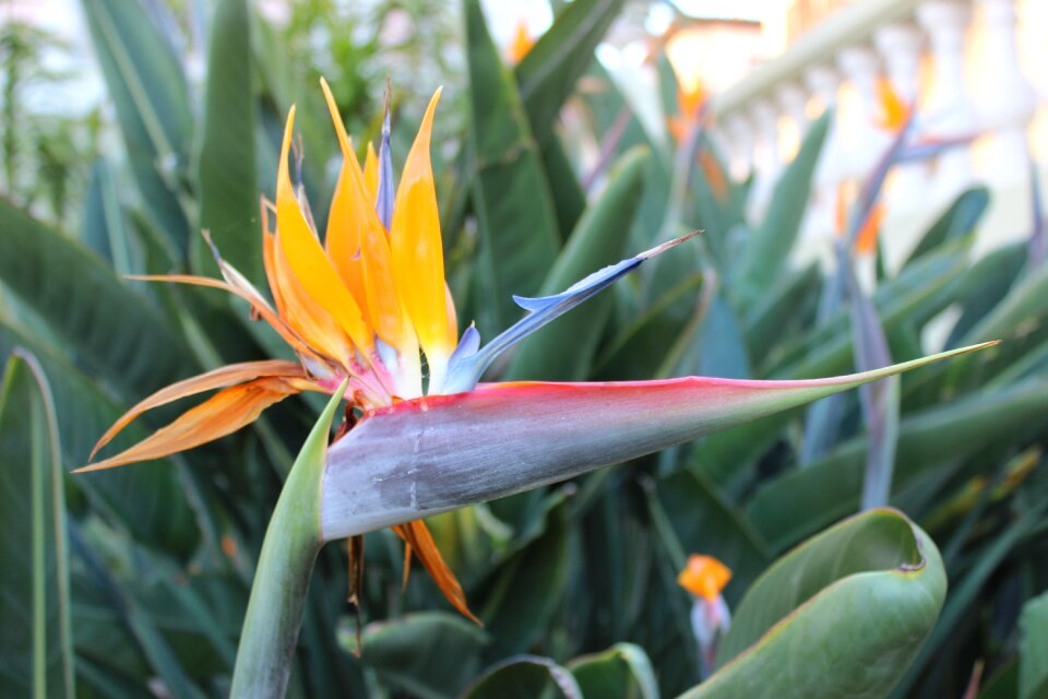 Plant exotic garden