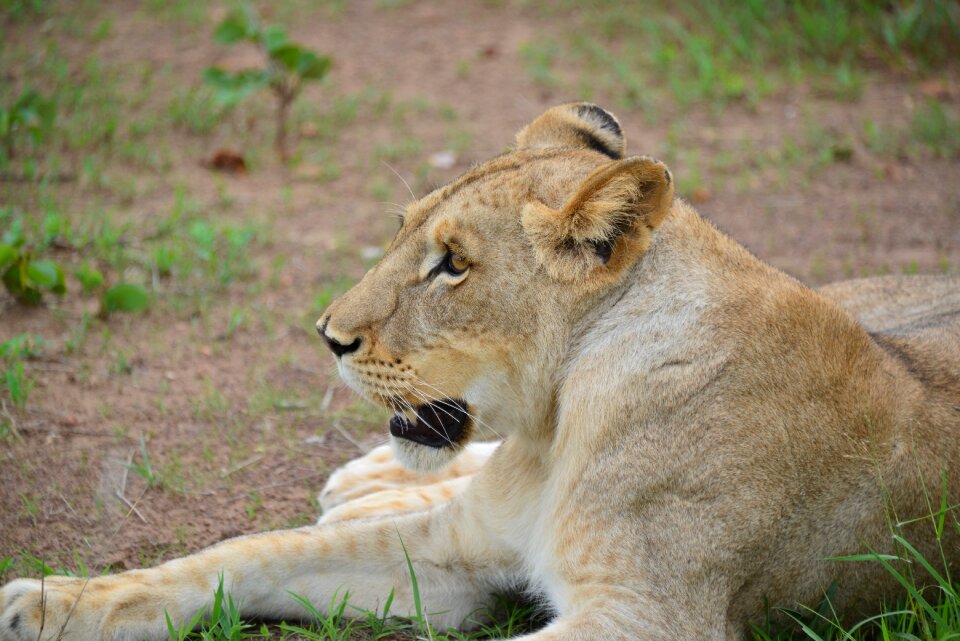 Lion kruger national park south africa