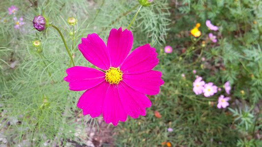 Nature plant spring
