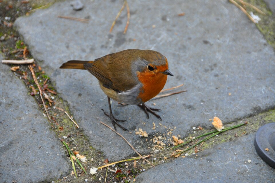 Songbird spring cute