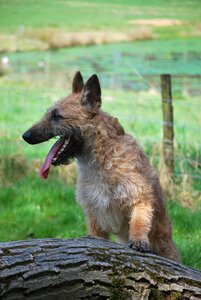 Curls muzzle pet photo