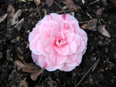 Camellia pink camellia flower
