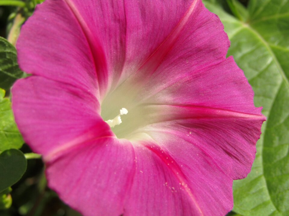 Macro zoom pollen