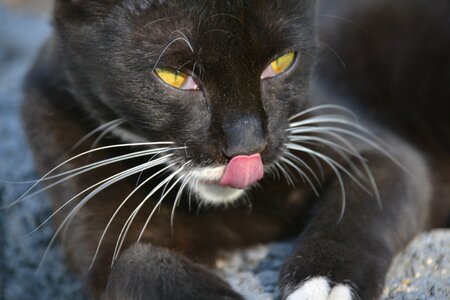 Kitten cat's eyes animal portrait photo