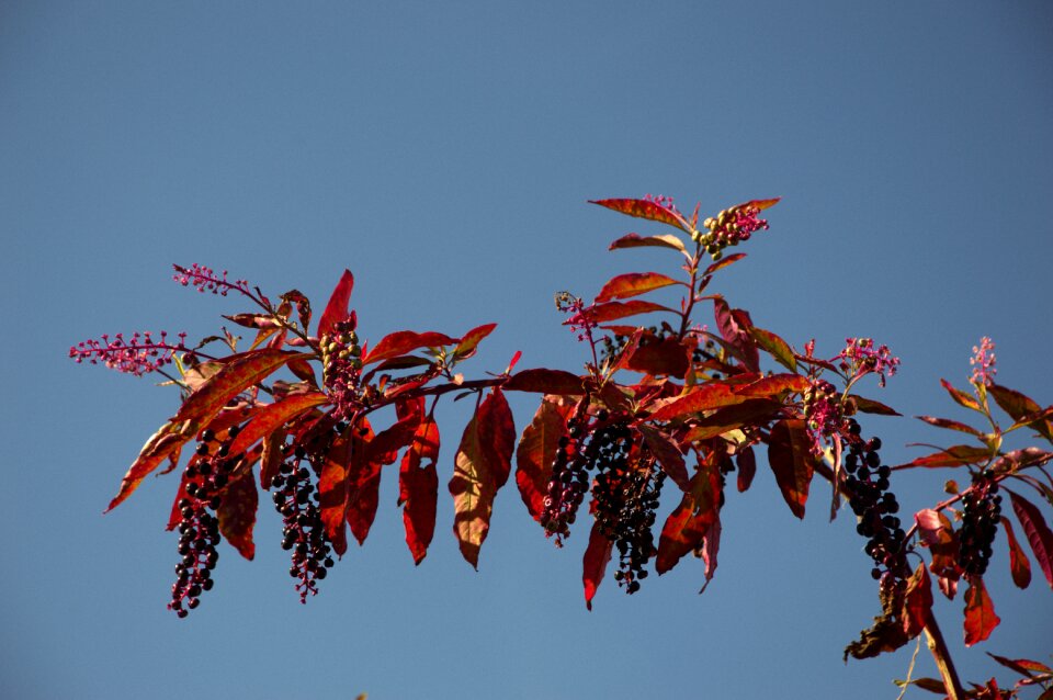 Berry bunch nature