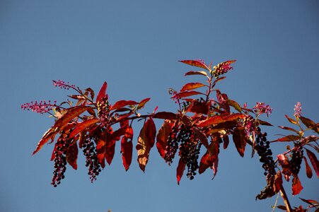 Berry bunch nature