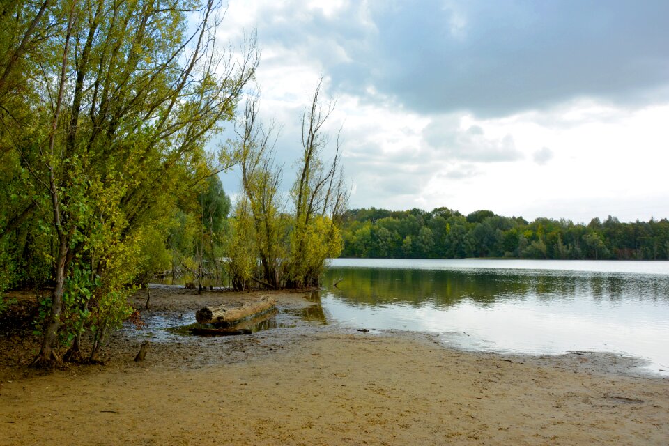Mangrove forest lake landscape
