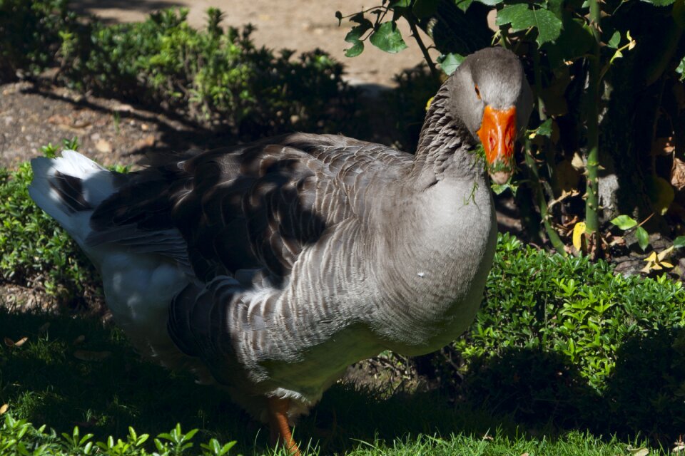 Nature goose aquatic