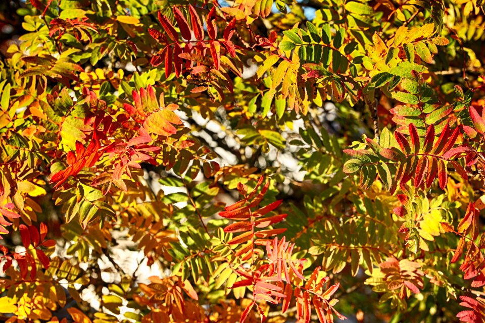 Fall colorful