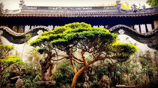 China garden tree photo