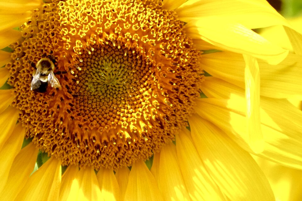 Bloom yellow flower