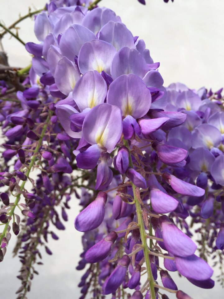 Flower lilac bloom