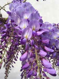 Flower lilac bloom
