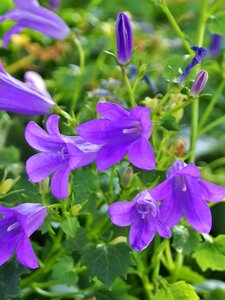 Flowers garden violet