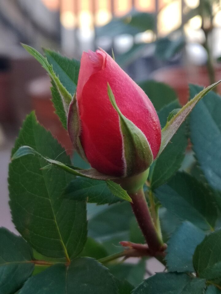 Country house red flower