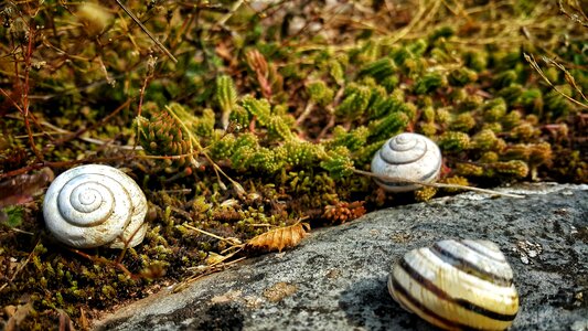 Rock mollusk spiral