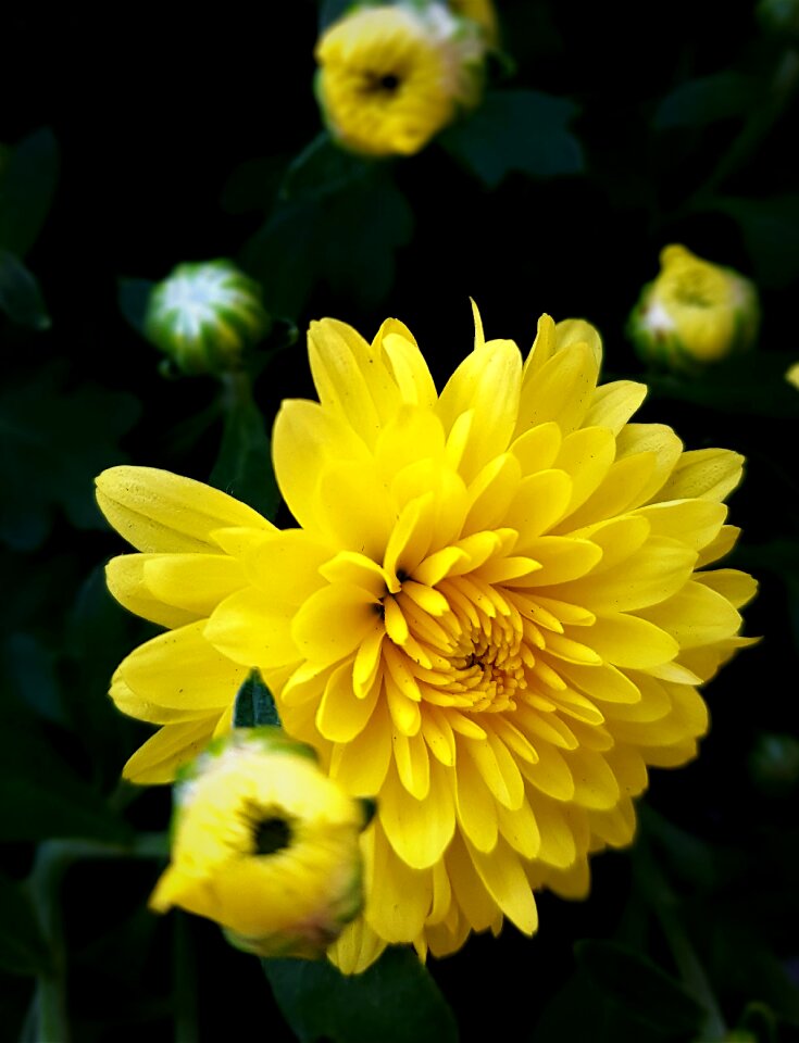 Nature plants asteraceae