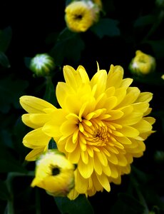 Nature plants asteraceae