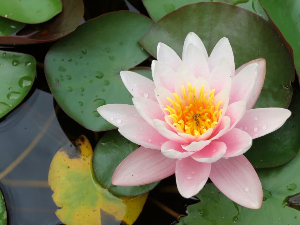Nature pond plant