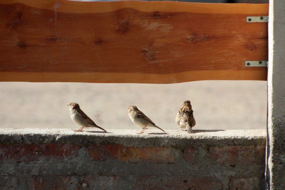 Sparrow plumage nature