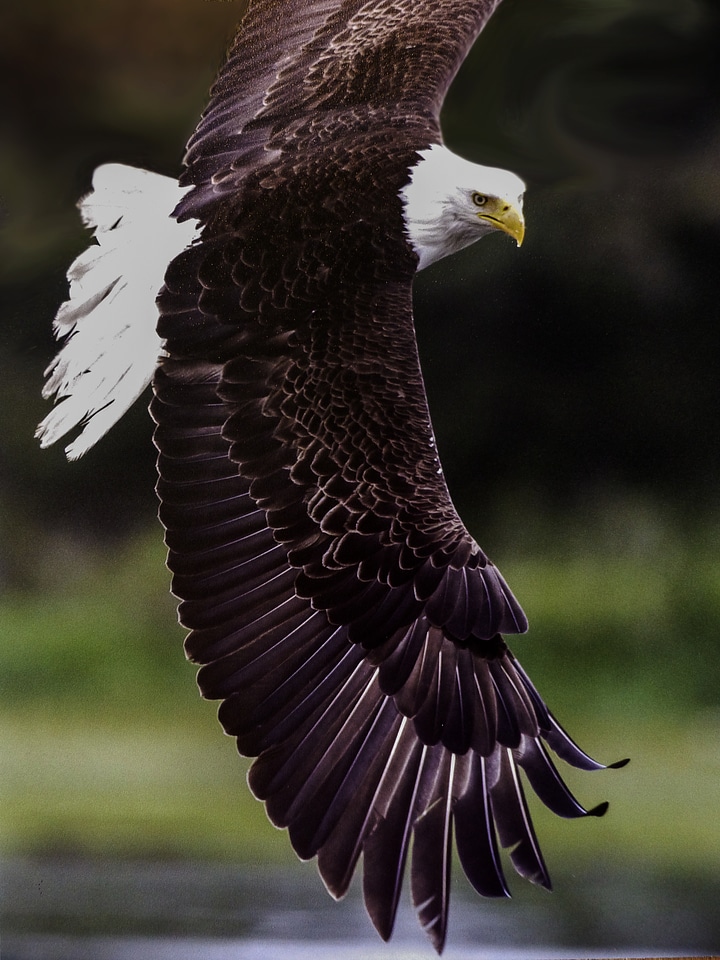 Predator feathered symbol