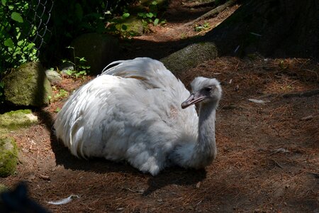 Rhea zoo photo