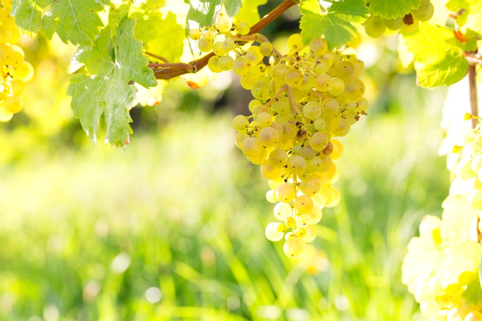 Fruit winegrowing grapes
