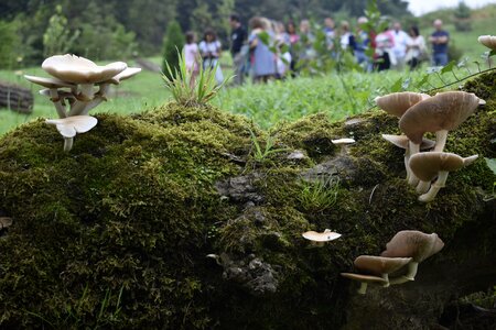Mushrooms landscape nature photo