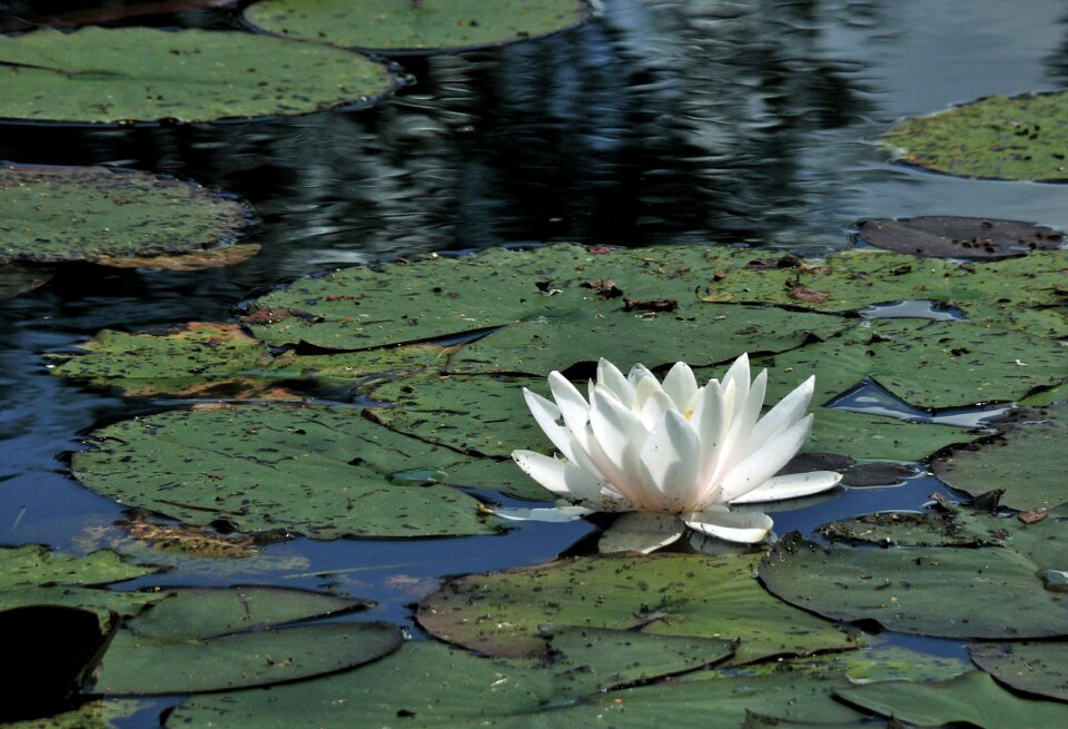 Water lily pond summer