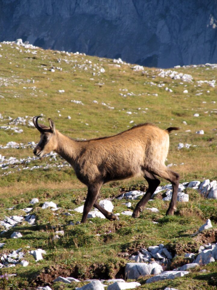Animal austria gams