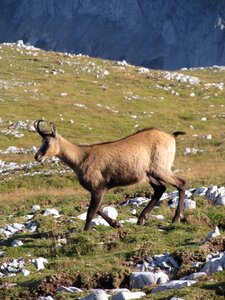 Animal austria gams