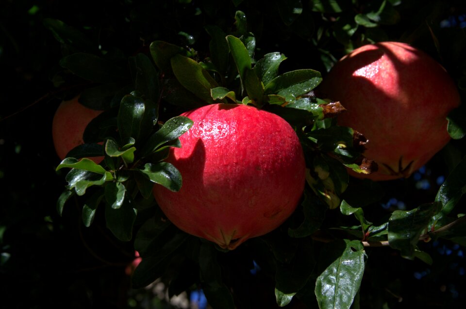 Plant fruit health
