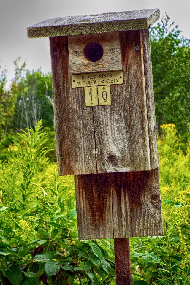 Bird wood nature