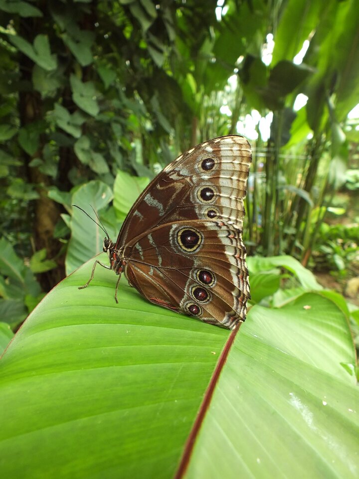 Animal colorful wings