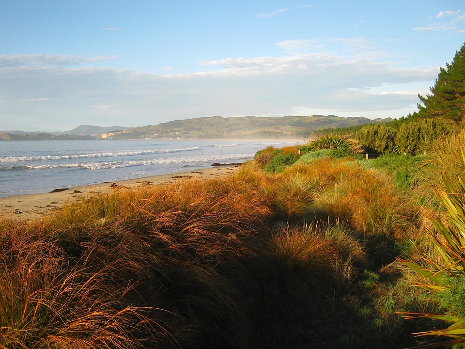 Water plants shoreline