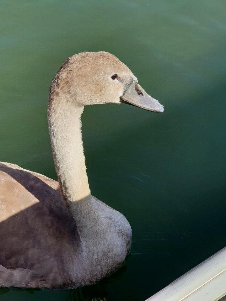 Water bird plumage swans